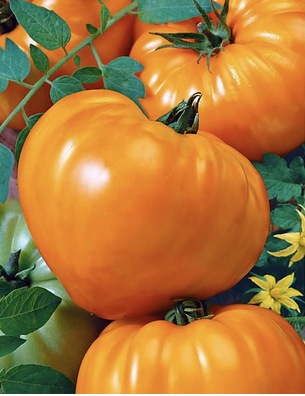 Cœur de Bœuf Orange