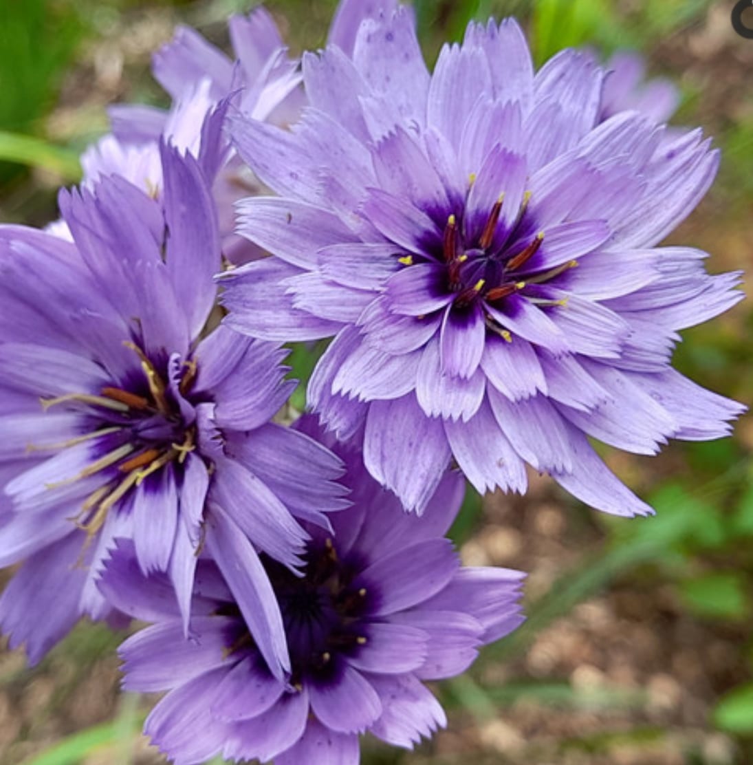 Catananche Amor Blue