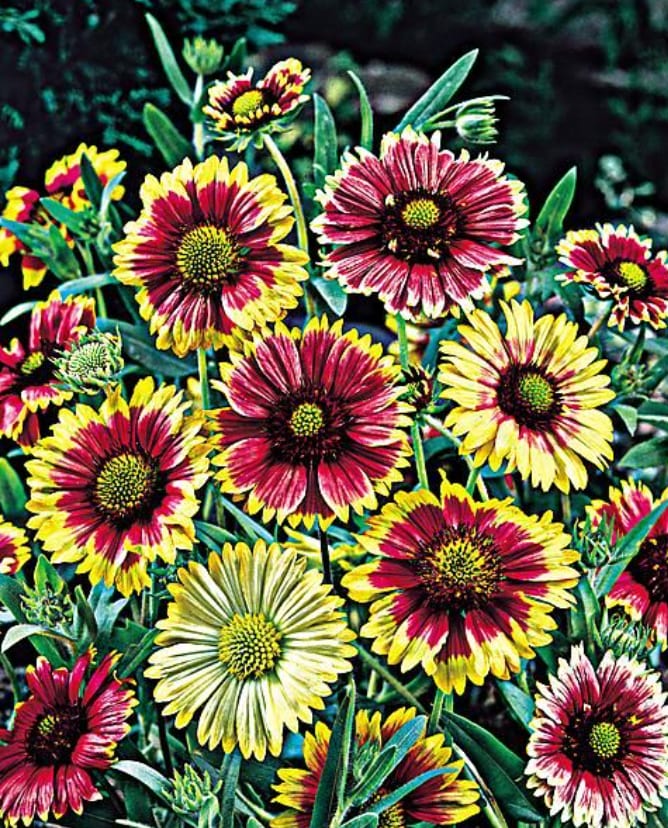 Gaillarde Pulchella
