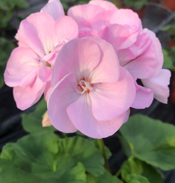 Géranium Rose
