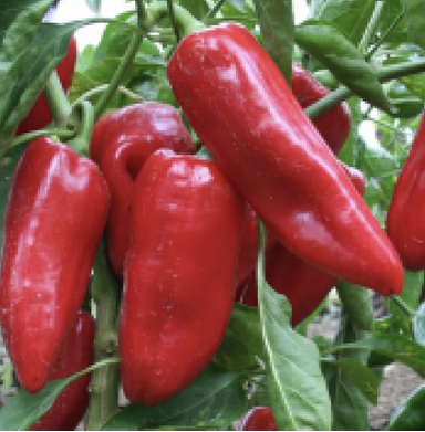 Poivron doux d'Espagne
