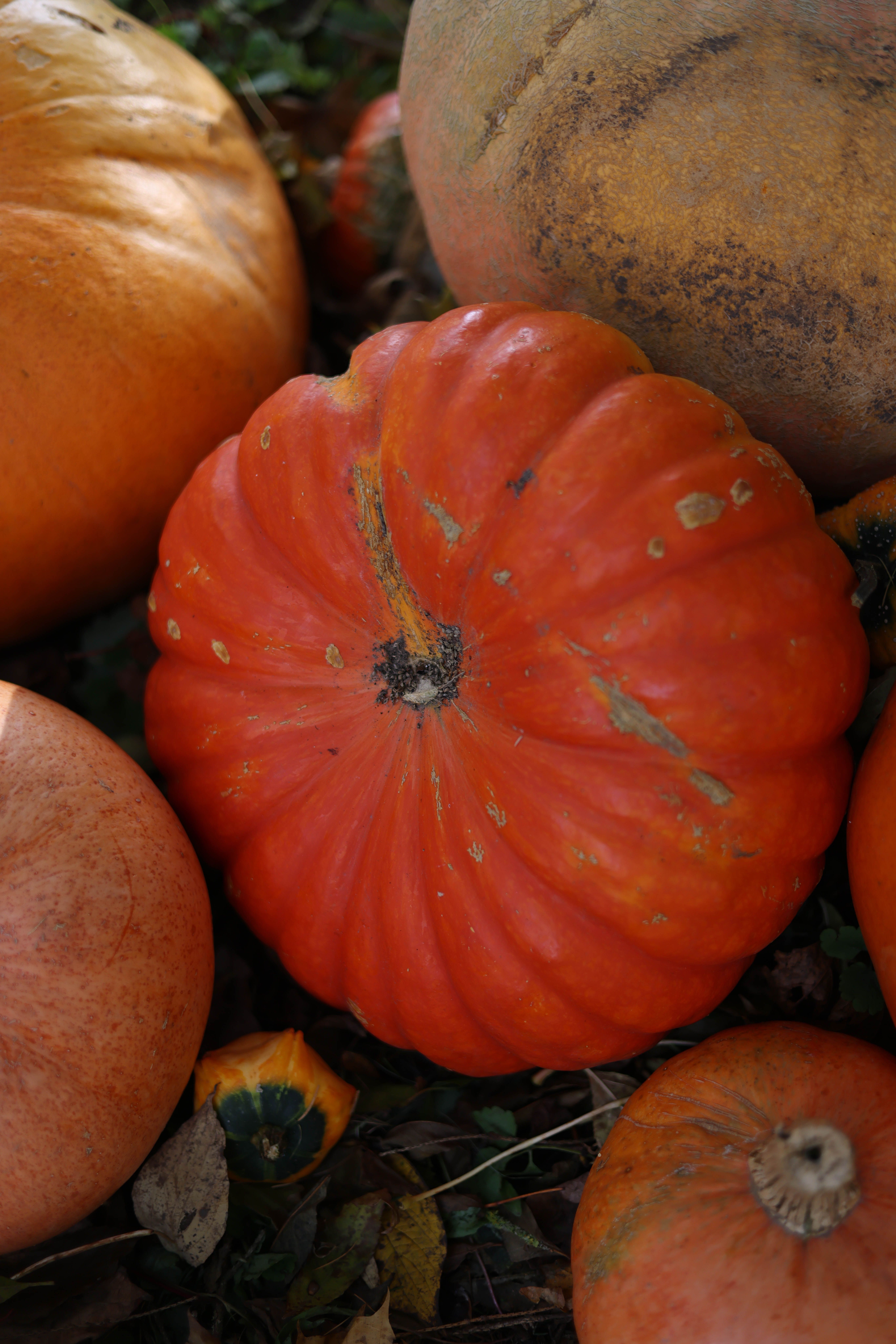 Potiron rouge vif d'Étampes