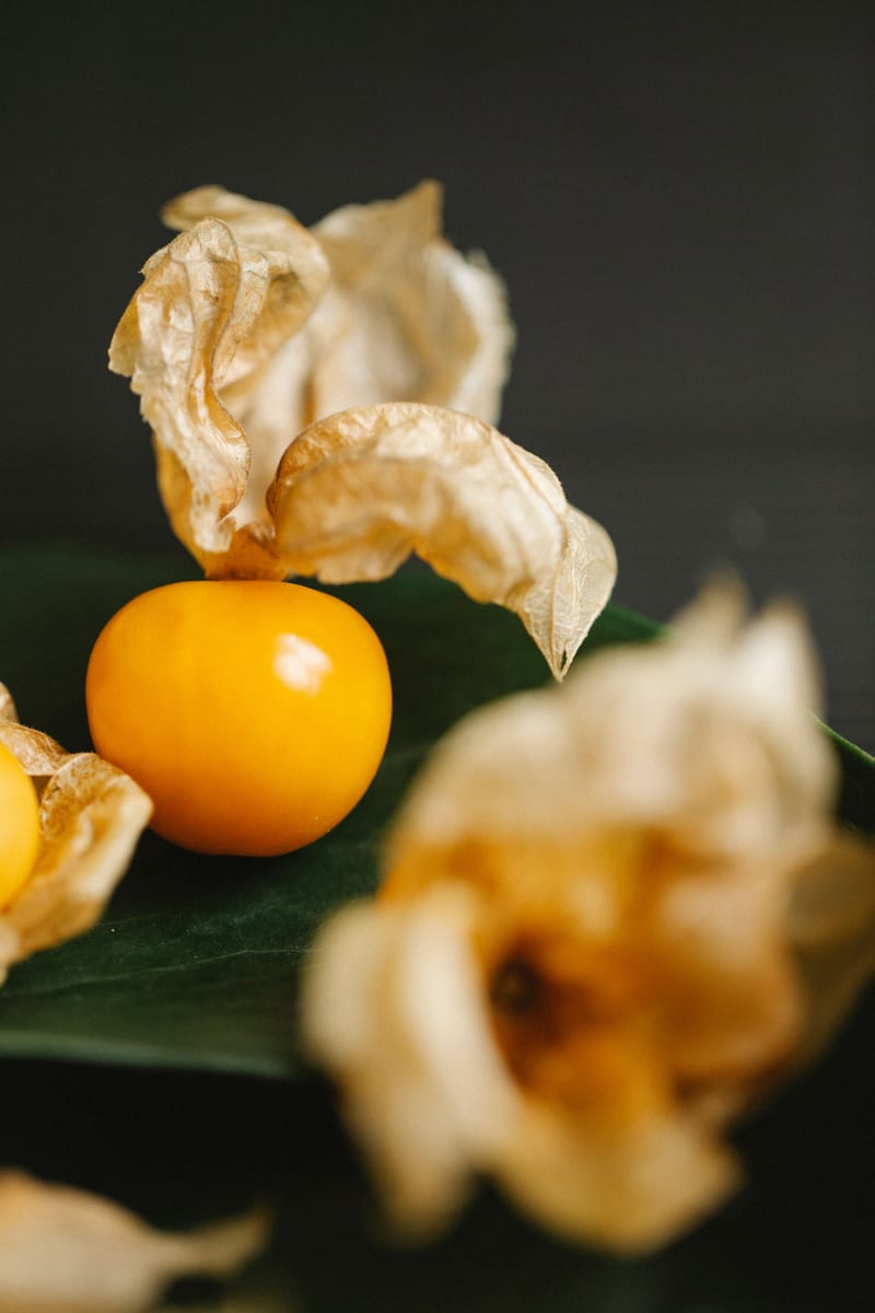 Physalis Prune des Incas